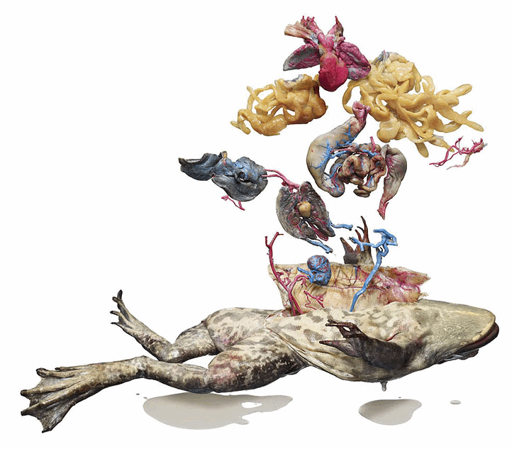 Resolute Vagrant: Frog. Dissected